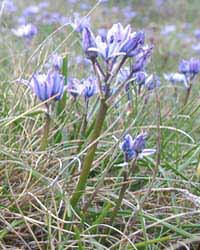 Scilla verna (Spring squill) in flower at Trwyn Eilian on 15th May 2004. An image from Plants, Flowers and Ecology of Anglesey. Click to go directly to the page. Photo: © D Perkins.