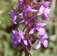 Fragrant orchid. Click to see larger image. 