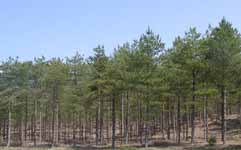 A stand of pine trees in Newborough Forest. Click to see larger image. 