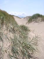 Lyme-grass is involved in dune formation. Click to see larger image. 