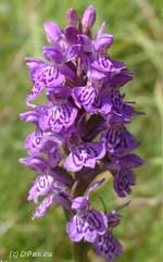 Welsh marsh-orchid. Click to see larger image. 
