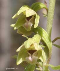 Dune helleborine orchid. Click to see more of this image. 