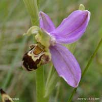 Close-up of the bee orchid flower. Click to see larger image. 