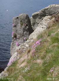 Flowering plants on the western maritime cliff at Point Lynas, NE Anglesey, on 15 May 2004 . Click to see larger image. 