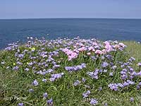 A carpet of squills with sea pink on the edge of the sea at the northernmost point. Click to see larger image. 