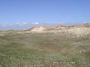 The dune slacks had dried by the 17th May. Click to see larger image. 