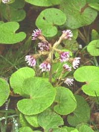 Winter heliotrope, click to see larger image.
