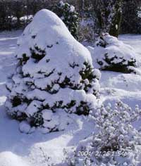 Garden plants were covered with snow on 26 February 2004. Conifer Prince Albert. Click to see larger image. 