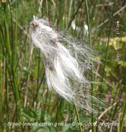 Broad-leaved cotton grass (Eriophorum latifolium) in flower at Gors Goch. Click for larger. 