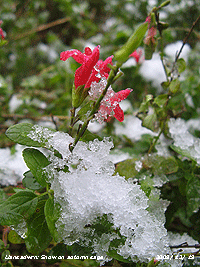 Melting snow on still flowering Salvia greggii in the garden.