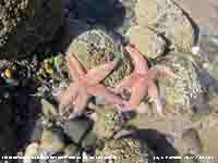 Hundreds of starfish were washed up along the beach at Llanfairfechan.