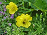 Bumblebee visiting a yellow Welsh Poppy in the garden.