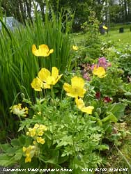 Welsh poppies and cowslips flowering in the garden.