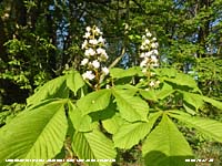 Horse chestnut bright green leaves and striking white flowers.