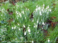 Snowdrops had been flowering in the garden since 31 December 2019.