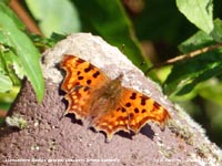 An October comma butterfly in our garden at Gadlys, Anglesey.