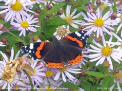 An October red admiral on Michaelams daisy in our garden at Gadlys, Anglesey.