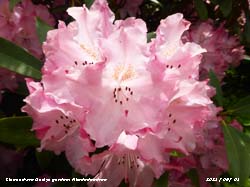 Pink Rhododendron flowering in our garden at Gadlys.