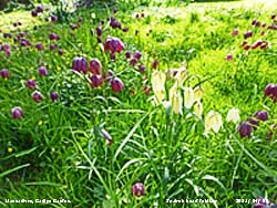 Snake's head fritillaries in our meadow looking at their best today.