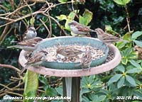 Some of the sparrows in our garden at Gadlys.