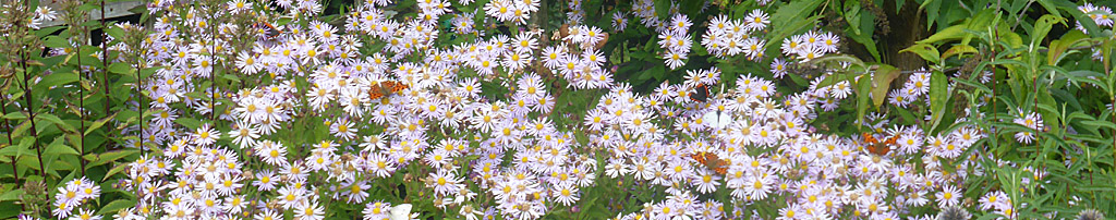 Butterflies on Michaelmas daisy in the garden at Gadlys.