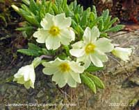 Primrose in flower on our rockery bank Gadlys garden.