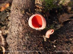 Scarlet Elf Cup on a small branch in Gadlys Old Woodland..