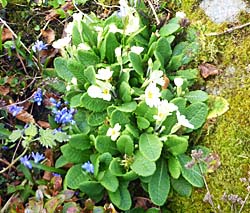 Primrose and Glory-of-the snow flowering together on the rockery bank.