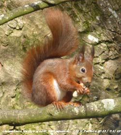 Red squirrel in weather station woodland at Llansadwrn, Gadlys.