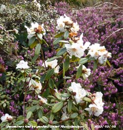 Dwarf white Rhododendron flowering on the rockery bank.