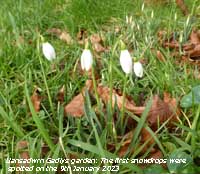 The first snowdrops of 2023 to appear in the garden.