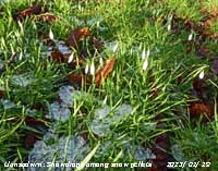 Snowdrops among remnant snow pellets in the garden.