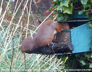 Red squirrel in weather station garden at Llansadwrn, Gadlys.