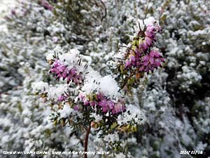 Snow on winter flowering heather Erica December red in the garden in Anglesey.