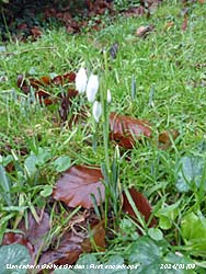 The first snowdrops of 2024 to appear in the garden.