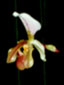 Cypripedium orchid flower.