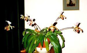 Cypripedium orchid- 60 years' old.