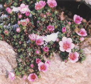 Saxifraga oppositifolia in flower on the rockery. Photo: © D. Perkins.