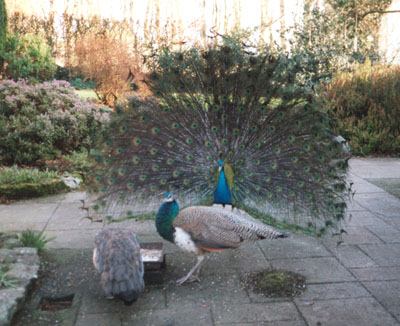 The peacock family in May 1999. The female has back to camera.