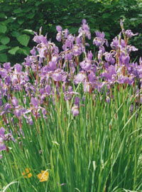 Iris sibirica in the herbaceous border.