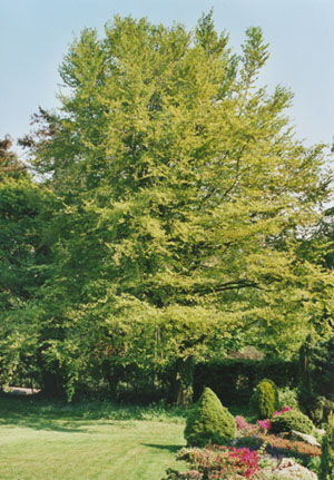 Beech tree with new bright-green leaves in the garden.