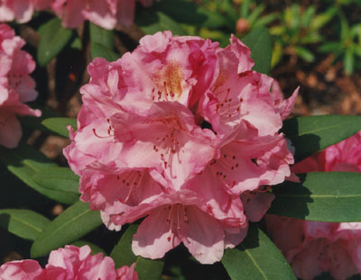 Close up of rhododendron flower.