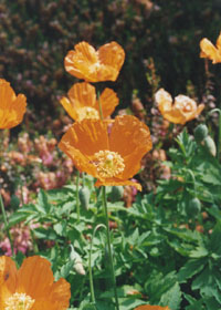 Close up: Orange coloured Welsh poppies open on a fine dry day.