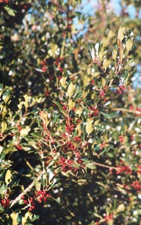 A good crop of holly berries. Photo: © 2000 D. Perkins.