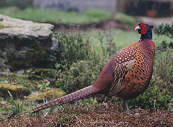The pheasant. Photo: © 2000 D. Perkins.