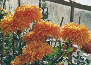 Chrysanthemum Gold Plate in the greenhouse prior to cutting. Photo: © 2000 D. Perkins.