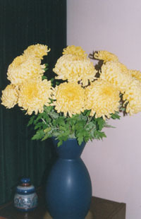 Vase of chrysanthemum Fred Thompson. Photo: © 2000 D. Perkins.