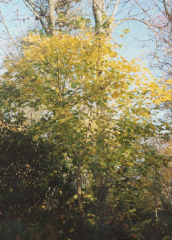 Norway maple with yellow autumn leaves. Photo: © 2000 D.Perkins.