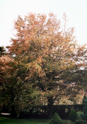 Autumn coloured beech tree. Photo: © 2000 D Perkins.