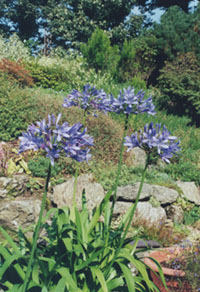 African blue lily (Agapanthus). Photo: © 2000 D.Perkins.